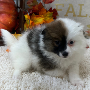 Pomapoo Puppy Charlotte