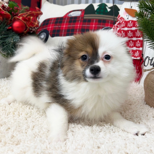 Pomapoo Puppy Charlotte