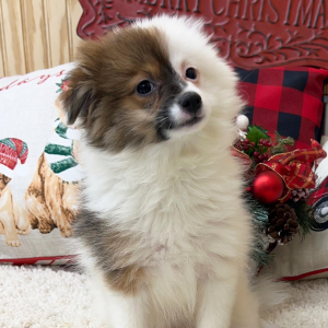 Pomapoo Puppy Charlotte