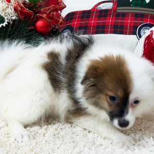 Pomapoo Puppy Charlotte