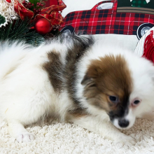 Pomapoo Puppy Charlotte