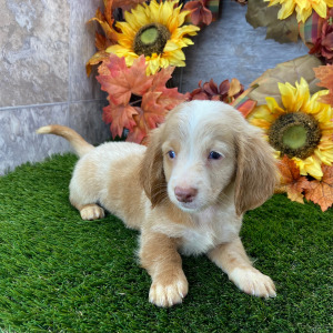 Dachshund Puppy Jason