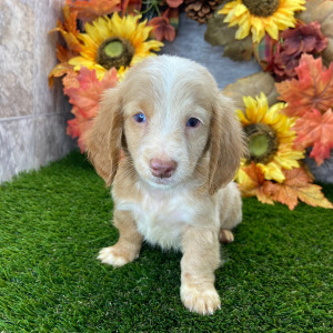Dachshund Puppy Jason