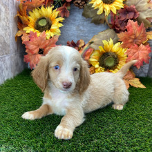 Dachshund Puppy Jason