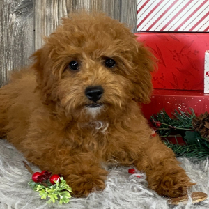 Cavapoo Puppy Ali