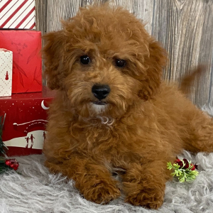 Cavapoo Puppy Ali