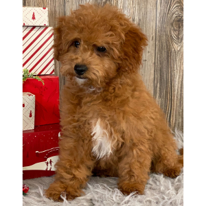 Cavapoo Puppy Ali