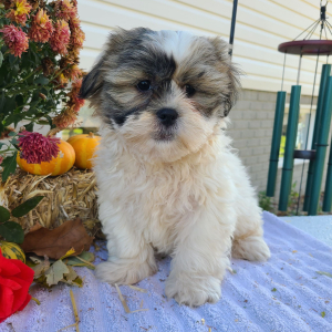 Shih Tzu Puppy Mr Buster