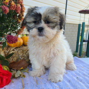 Shih Tzu Puppy Mr Buster