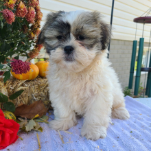 Shih Tzu Puppy Mr Buster