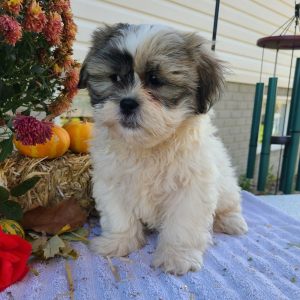 Shih Tzu Puppy Mr Buster