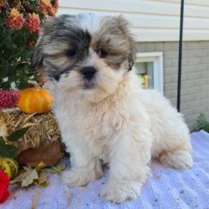 Shih Tzu Puppy Mr Buster