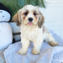Shih Tzu Puppy Mr Buster