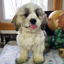 Shih Tzu Puppy Mr Buster