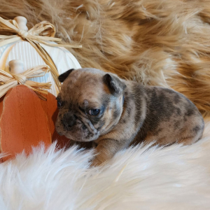French Bulldog Puppy King Kandy