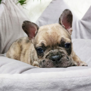 French Bulldog Puppy King Kandy