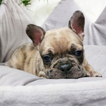 French Bulldog Puppy King Kandy