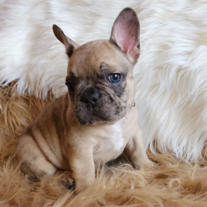 French Bulldog Puppy King Kandy