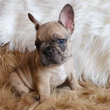 French Bulldog Puppy King Kandy