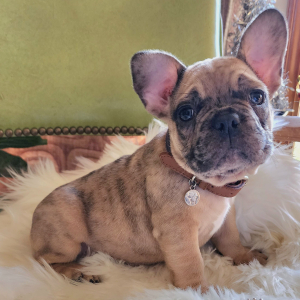 French Bulldog Puppy King Kandy