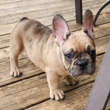 French Bulldog Puppy King Kandy