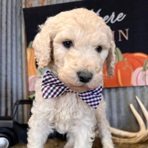 Goldendoodle Puppy Maxx