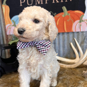 Goldendoodle Puppy Maxx