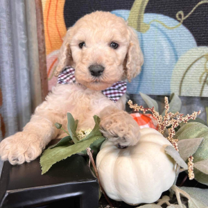 Goldendoodle Puppy Maxx