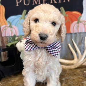 Goldendoodle Puppy Maxx