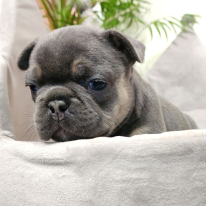 French Bulldog Puppy Lord Licorice