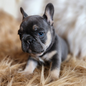 French Bulldog Puppy Lord Licorice