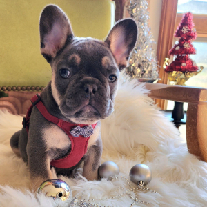 French Bulldog Puppy Lord Licorice