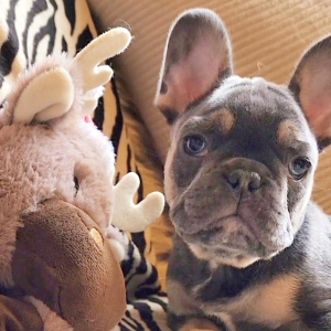 French Bulldog Puppy Lord Licorice