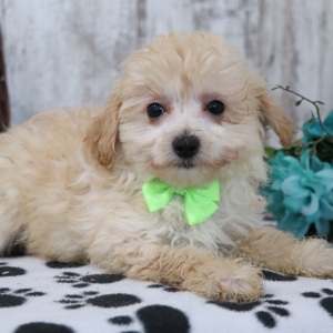 Maltipoo Puppy Tyler