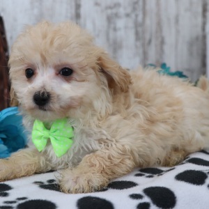 Maltipoo Puppy Tyler