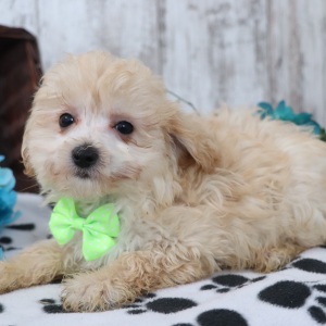 Maltipoo Puppy Tyler