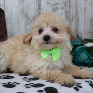 Maltipoo Puppy Tyler