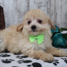 Maltipoo Puppy Tyler