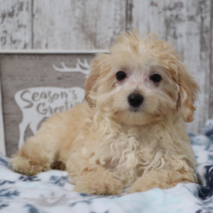 Maltipoo Puppy Tyler
