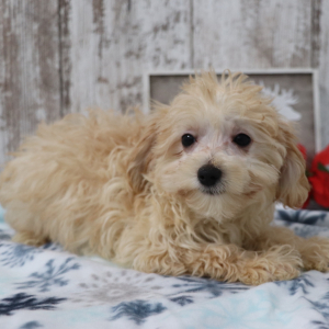 Maltipoo Puppy Tyler