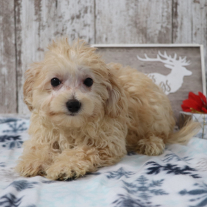 Maltipoo Puppy Tyler