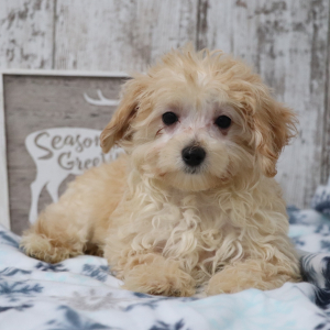 Maltipoo Puppy Tyler