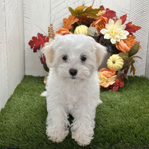 Maltipoo Puppy Olaf