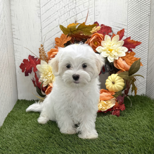 Maltipoo Puppy Olaf