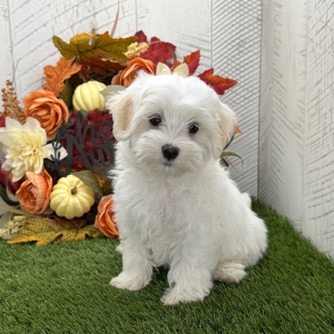Maltipoo Puppy Olaf