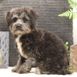 Bichonpoo Puppy Ericka