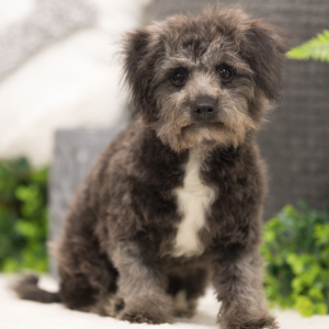 Bichonpoo Puppy Ericka