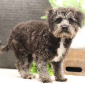 Bichonpoo Puppy Ericka