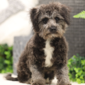 Bichonpoo Puppy Ericka