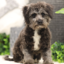 Bichonpoo Puppy Ericka